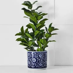 Anise Planter