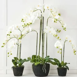 Blume 3 Stem Orchid