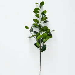 Citrus Leaf Foliage