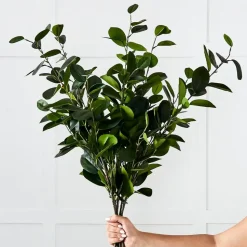 Citrus Leaf Foliage