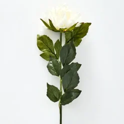Dahlia Flower Stem