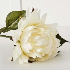Dahlia Flower Stem