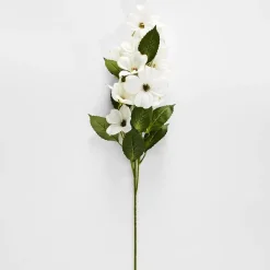 Dogwood Flower Stem