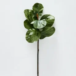 Fig Leaf Stem