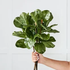 Fig Leaf Stem