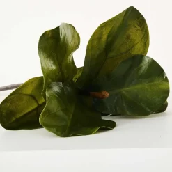 Fig Leaf Stem