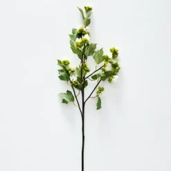 Humulus Stem