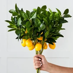 Lemon Stem