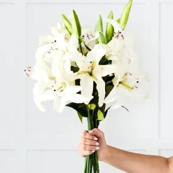 Lily Stem