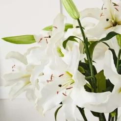 Lily Stem