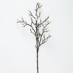 Magnolia Stem