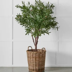 Olive Tree