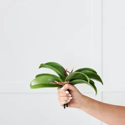 Orchid Leaf