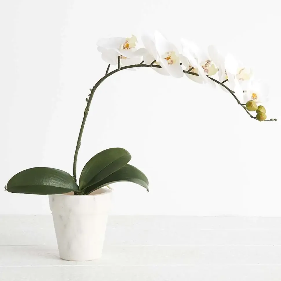 Orchid Leaf