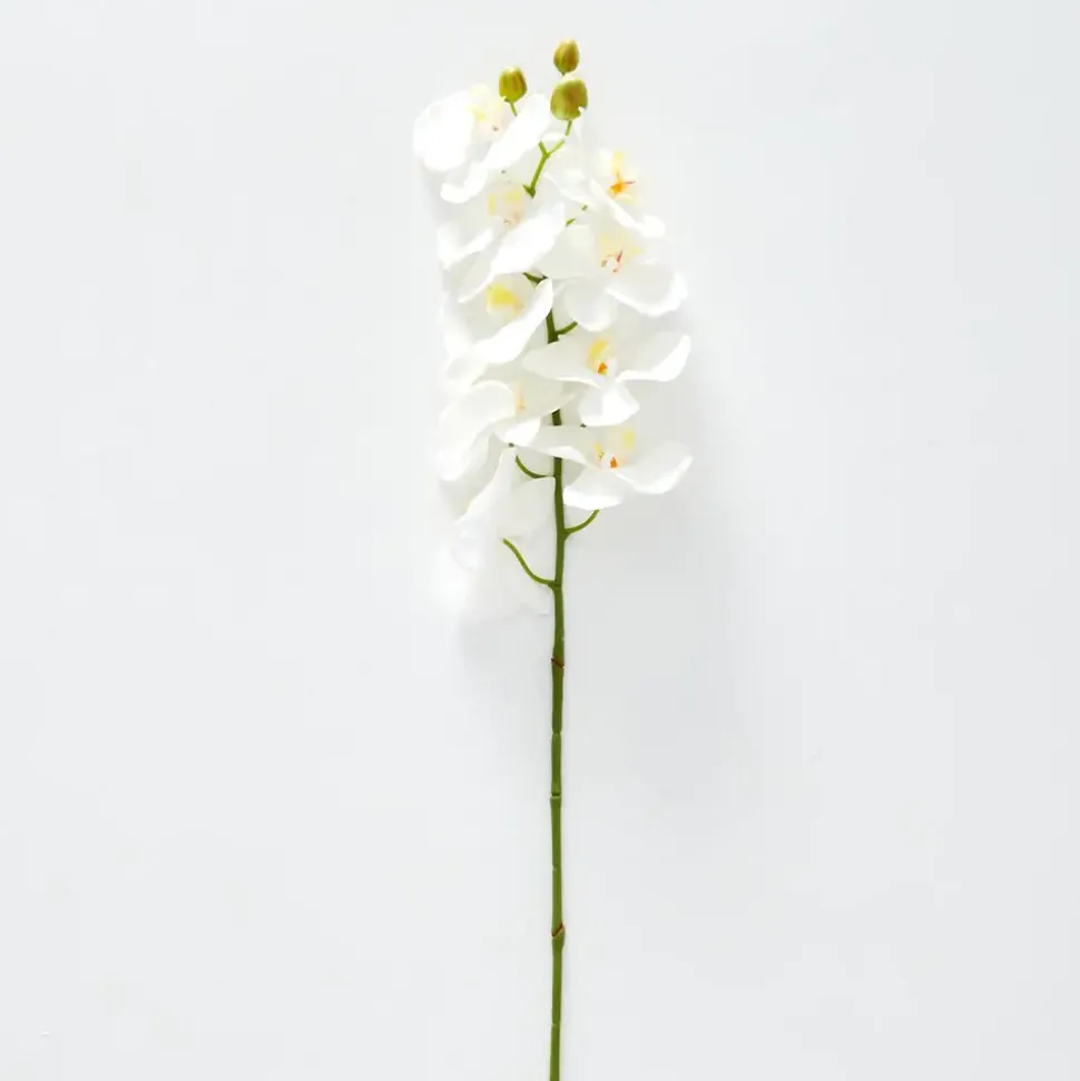 Orchid Stem