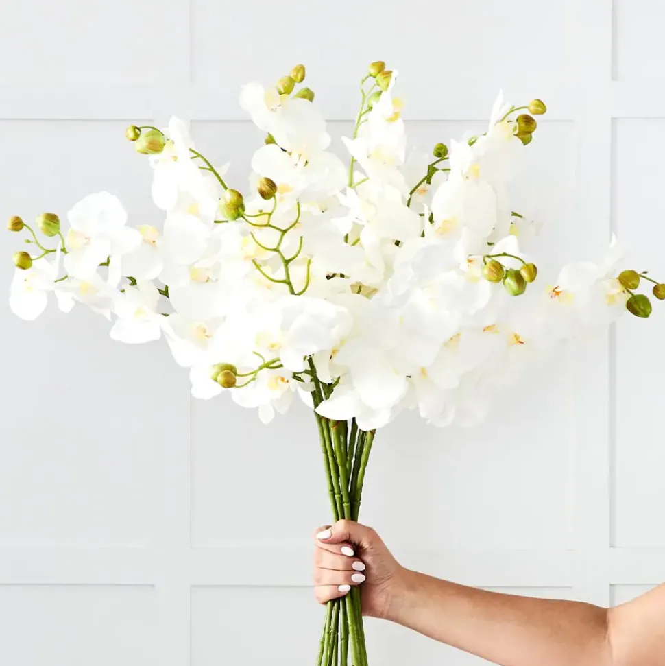 Orchid Stem