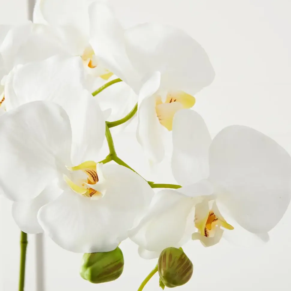 Orchid Stem