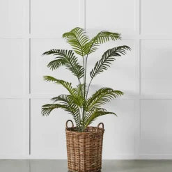Potted Areca Palm Plant
