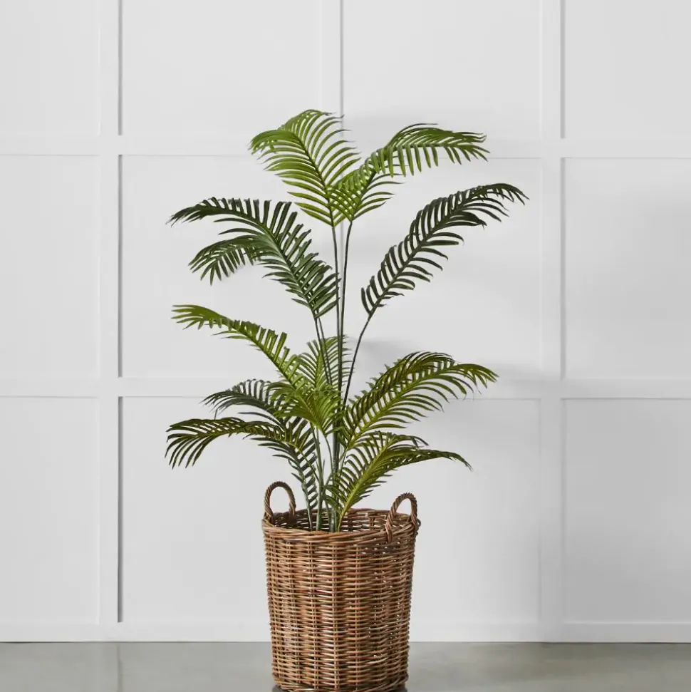 Potted Areca Palm Plant