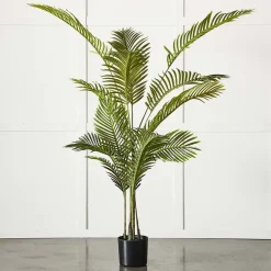 Potted Areca Palm Plant
