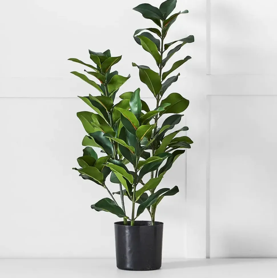 Potted Emperor Plant