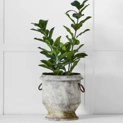 Potted Emperor Plant