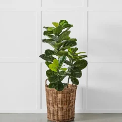 Potted Ficus