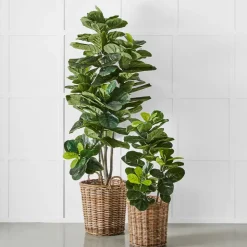 Potted Ficus