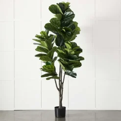 Potted Ficus XL