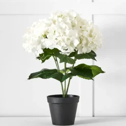 Potted Hydrangea Flower