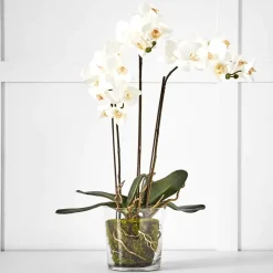 Potted Orchid