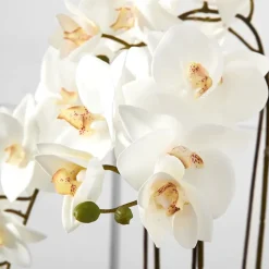 Potted Orchid