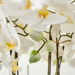 Potted Orchid