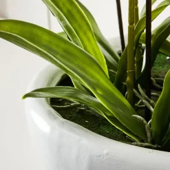 Potted Orchid