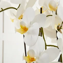 Potted Orchid