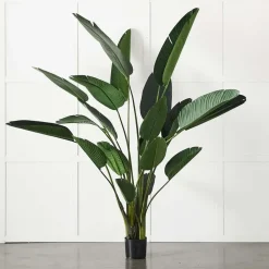 Potted Plant Palm